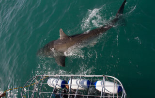 Shark Dive in Gansbaai