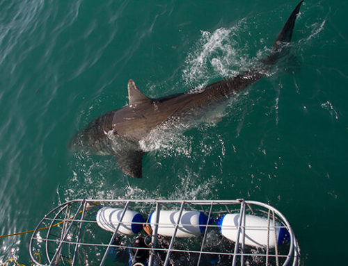 What you need to know before you go cage diving with great white sharks.