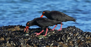 African Black Oystercatcher
