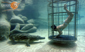 Cango Wildlife Ranch Croc diving