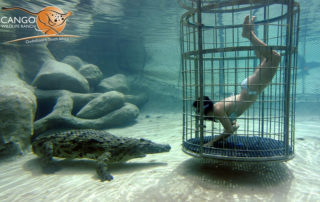 Cango Wildlife Ranch Croc diving