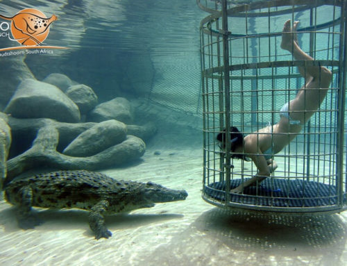 Crocodile cage diving South Africa