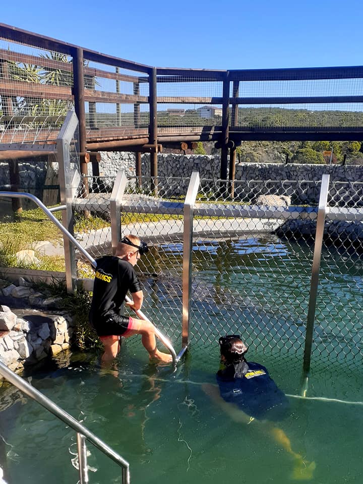 Crocodile Cage Diving Gansbaai