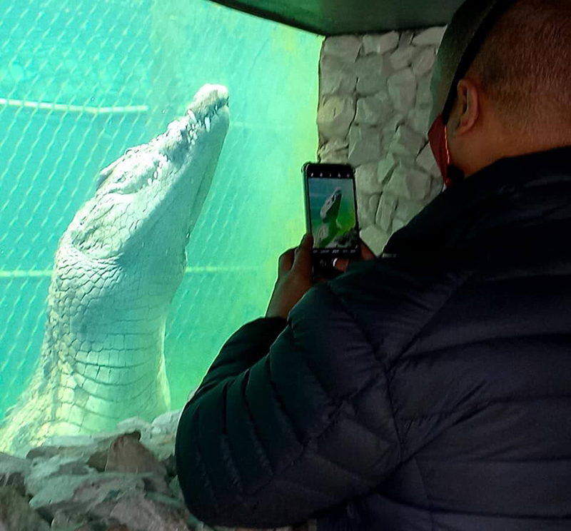Crocodile Experience Gansbaai
