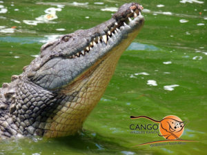 Crocodile diving at Cango Wildlife Ranch