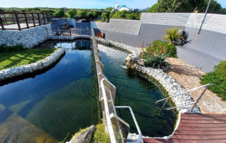 Crocodile pool Gansbaai