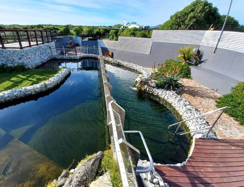 Crocodile cage diving Gansbaai
