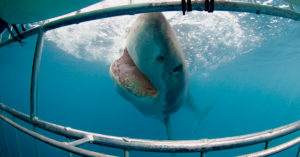 Great White Shark Cage Diving