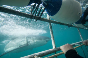 Shark Cage Diving