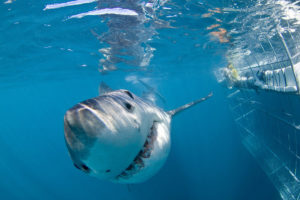 Shark Cage Diving Mossel Bay