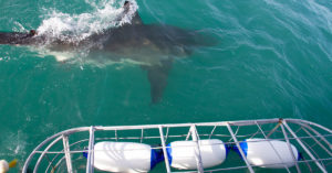 Shark diving South Africa