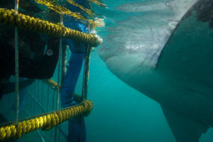 Great white shark Diving Gansbaai