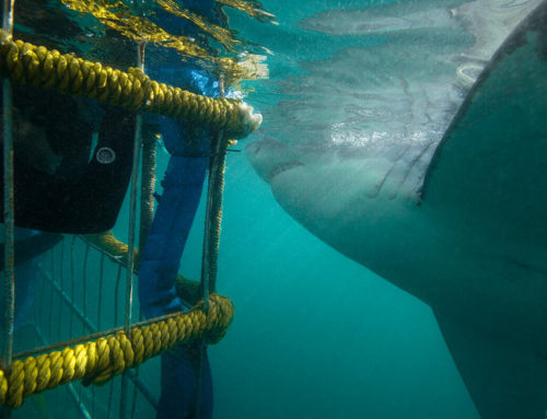 The top 5 things to do in Gansbaai